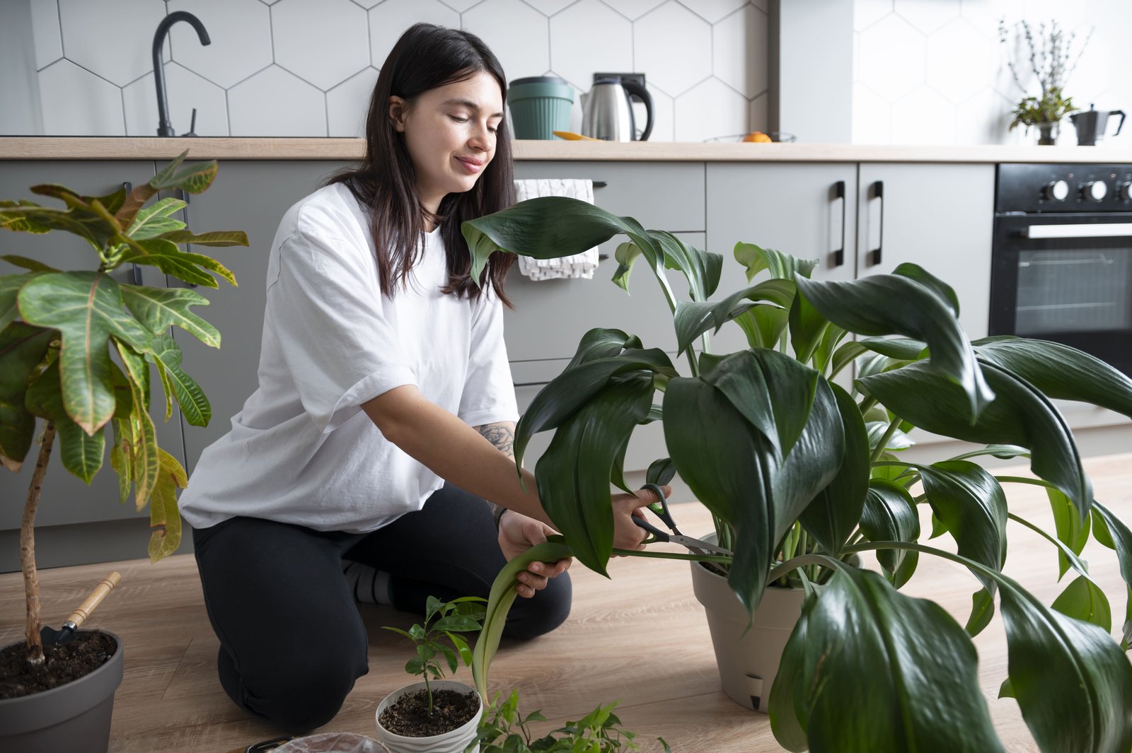 Pembersih Udara Alami: Jenis Tanaman Hias Indoor yang Bikin Udara Rumah Makin Segar